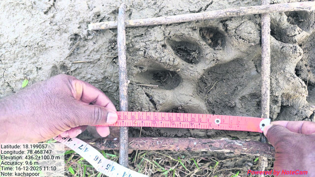 బెంబేలెత్తిస్తున్న బెబ్బులి1