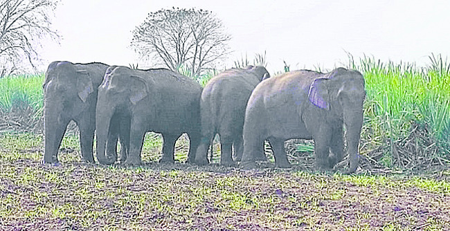 కుంకీలొచ్చేనా? కరి కలత తీర్చేనా..?2