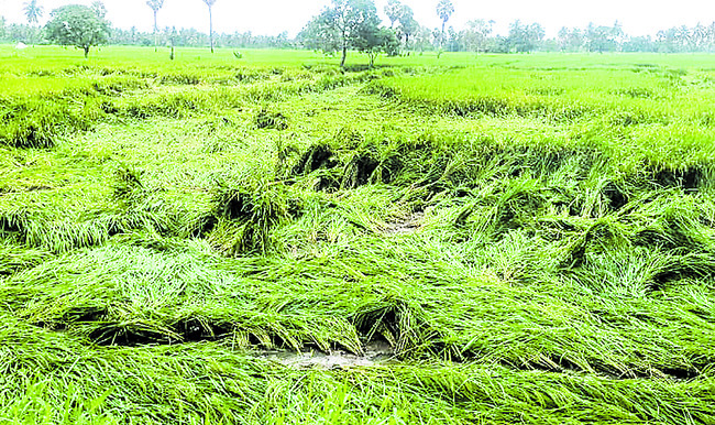 మద్దతుకు తేమ కోత2