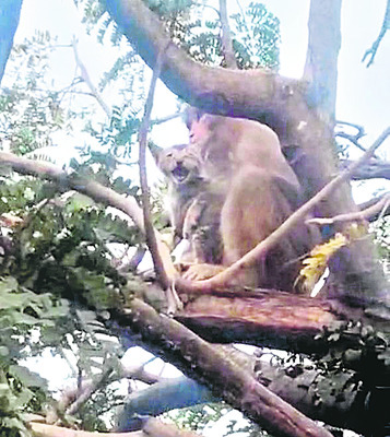 రేపు జూడో  క్రీడాకారుల ఎంపిక 
2