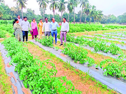 వైభవంగా గొబ్బెమ్మ ఉత్సవం 1