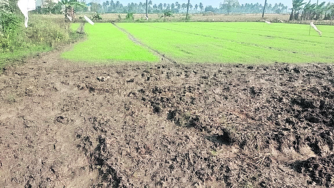 దాళ్వాకు నీటి ఎద్దడి ముప్పు 1