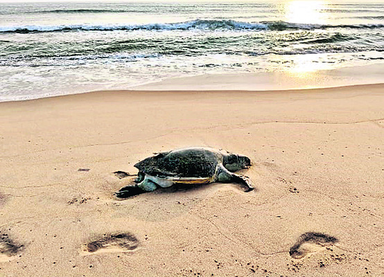 ● భీమిలి తీరంలో తాబేళ్ల మృత్యుఘోష2