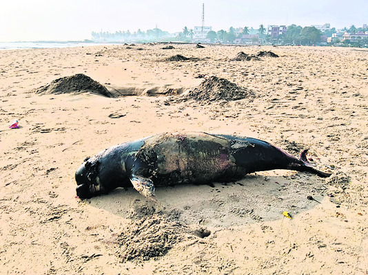 ● భీమిలి తీరంలో తాబేళ్ల మృత్యుఘోష1