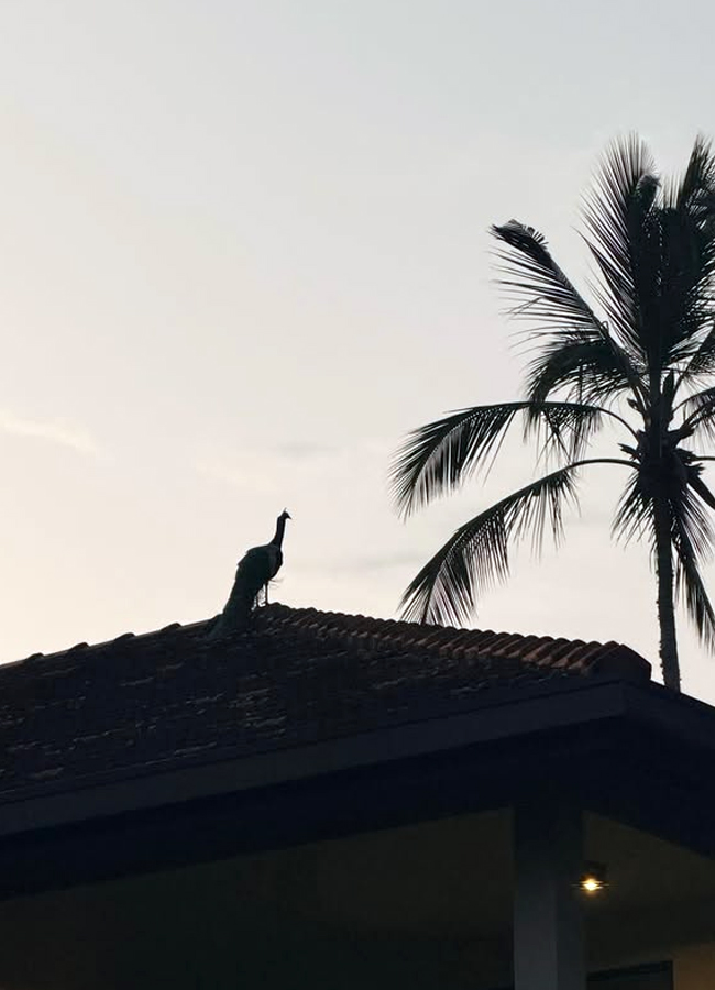 Actress Rashmika on a trip to Sri Lanka with her girl gang (Photos)9