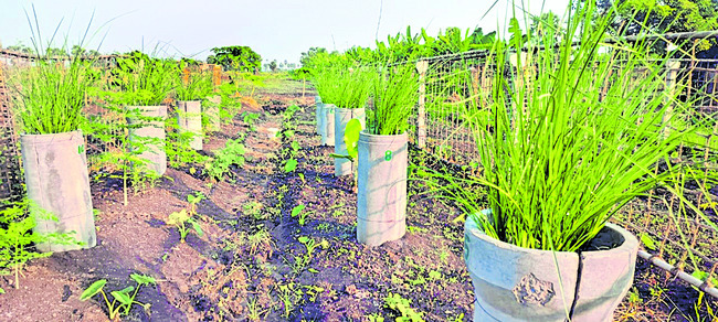 ఐదంచెల సాగు.. లాభాలు బాగు2