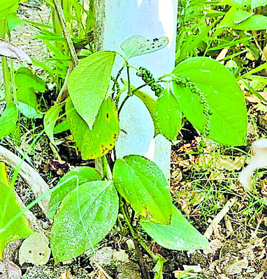 ఐదంచెల సాగు.. లాభాలు బాగు1