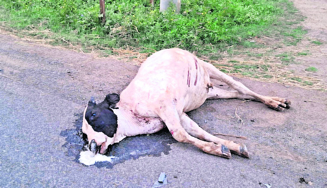 పశువుల సంచారం.. ప్రాణ సంకటం 2