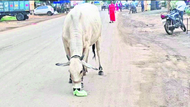 పశువుల సంచారం.. ప్రాణ సంకటం 1