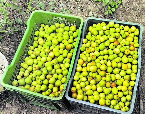 ప్రకృతి సాగు ఫలప్రదం3