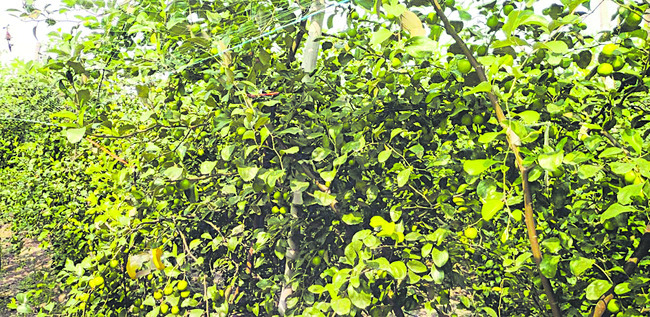 ప్రకృతి సాగు ఫలప్రదం2