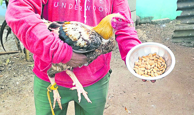 పుంజుకున్న పెంపకం 3