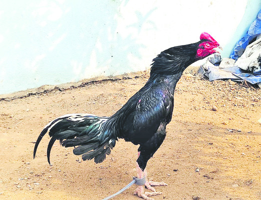 పుంజుకున్న పెంపకం.. 4