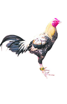 పుంజుకున్న పెంపకం.. 1