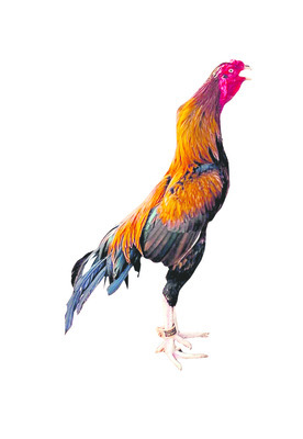 పుంజుకున్న పెంపకం 2