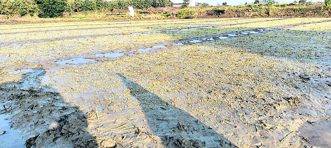 యాసంగి.. ఢోకాలేదు!1