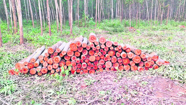 కలెక్టర్‌ బంగ్లా ఎదురుగా కలప దొంగలు 1