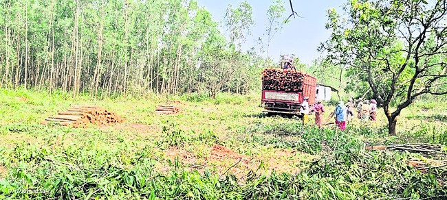 కలెక్టర్‌ బంగ్లా ఎదురుగా కలప దొంగలు 2