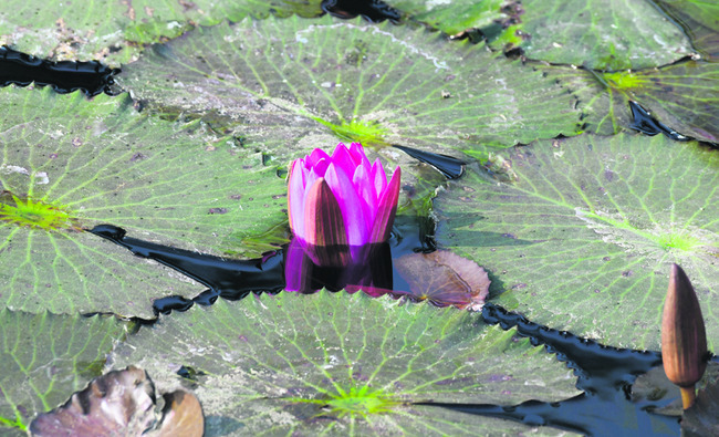 నేటి నుంచి అంతర్‌  కళాశాలల మహిళల క్రీడాపోటీలు 3