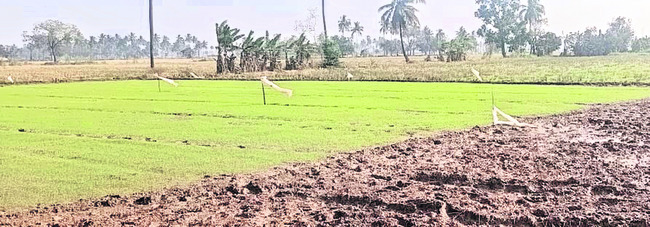 దాళ్వాకు జలగండం 1