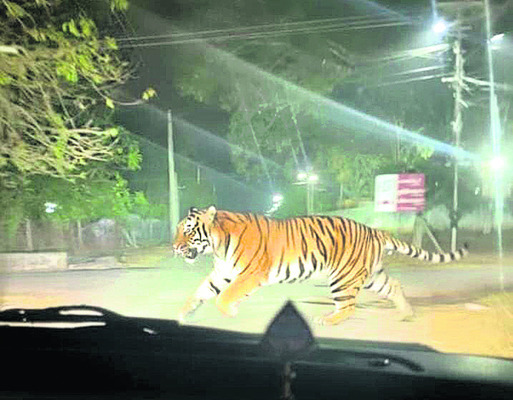 ● జిల్లాలో సంచారంపై ఫేక్‌ వీడియోలు.. ● సోషల్‌ మీడియాలో 1