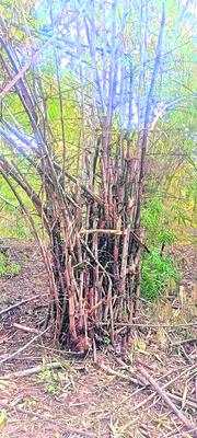 కంకవనాలు కనుమరుగు1