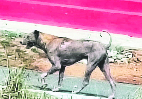 శునకాలకు వ్యాధులు 1