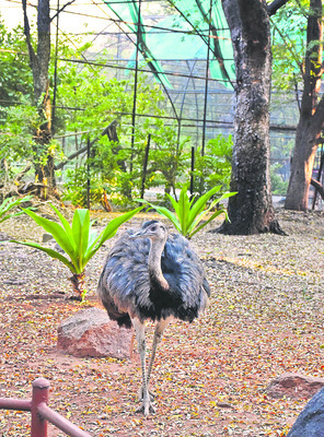 ఒంటరికి జంటగా..1