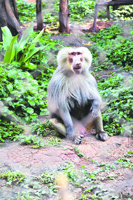 ఒంటరికి జంటగా..2