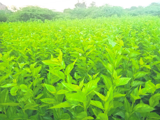 పట్టు రైతుల ఉద్యమ బాట1