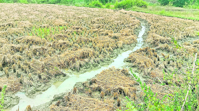 మంగళవారం శ్రీ 2 శ్రీ డిసెంబర్‌ శ్రీ 20251