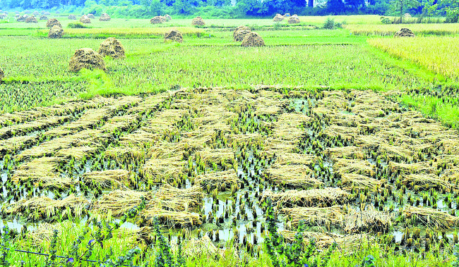 చివరిలో.. దిత్వా అలజడి 1