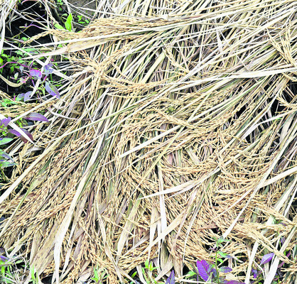 చివరిలో.. దిత్వా అలజడి 5