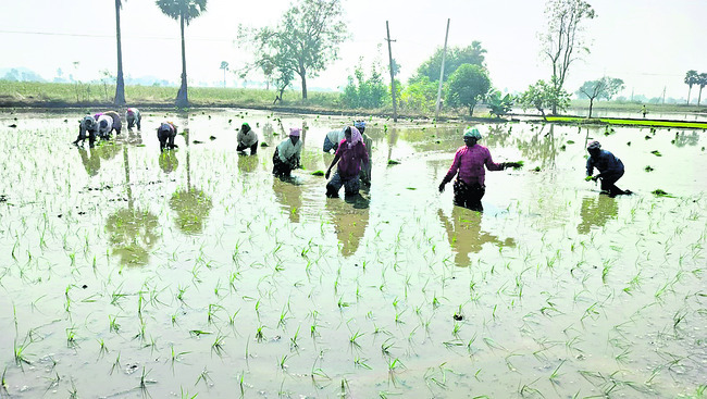 యాసంగి పనులు ముమ్మరం 1