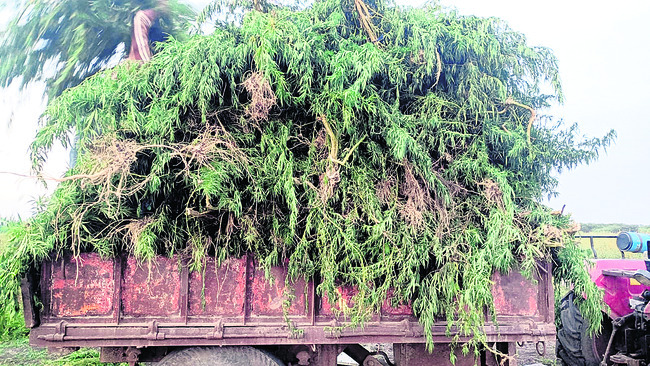 భారీగా గంజాయి మొక్కలు పట్టివేత1