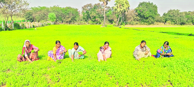 అటవీ వ్యవసాయం1