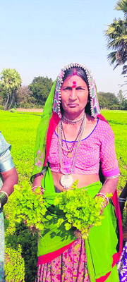 అటవీ వ్యవసాయం2