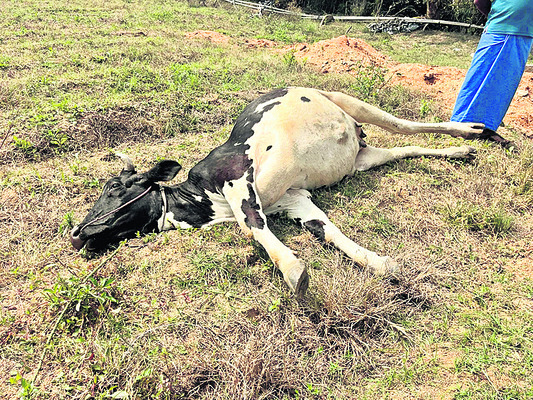 విద్యుత్‌ షాక్‌తో ఆవు మృతి 
1