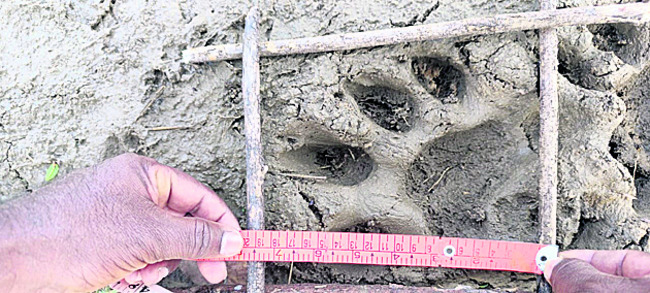 తోడు కోసం..1