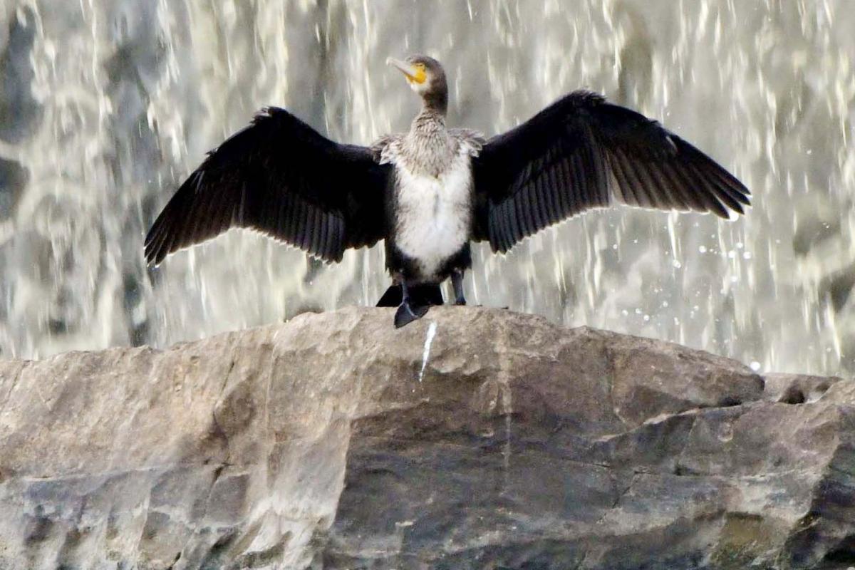 Best Photos of The Week in AP and Telangana Photo Gallery22