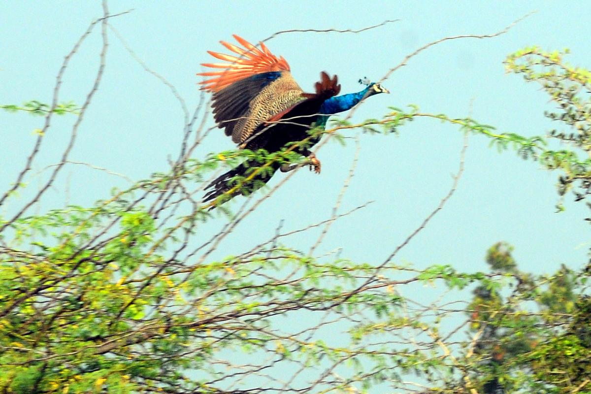 Best Photos of The Week in AP and Telangana Photo Gallery5