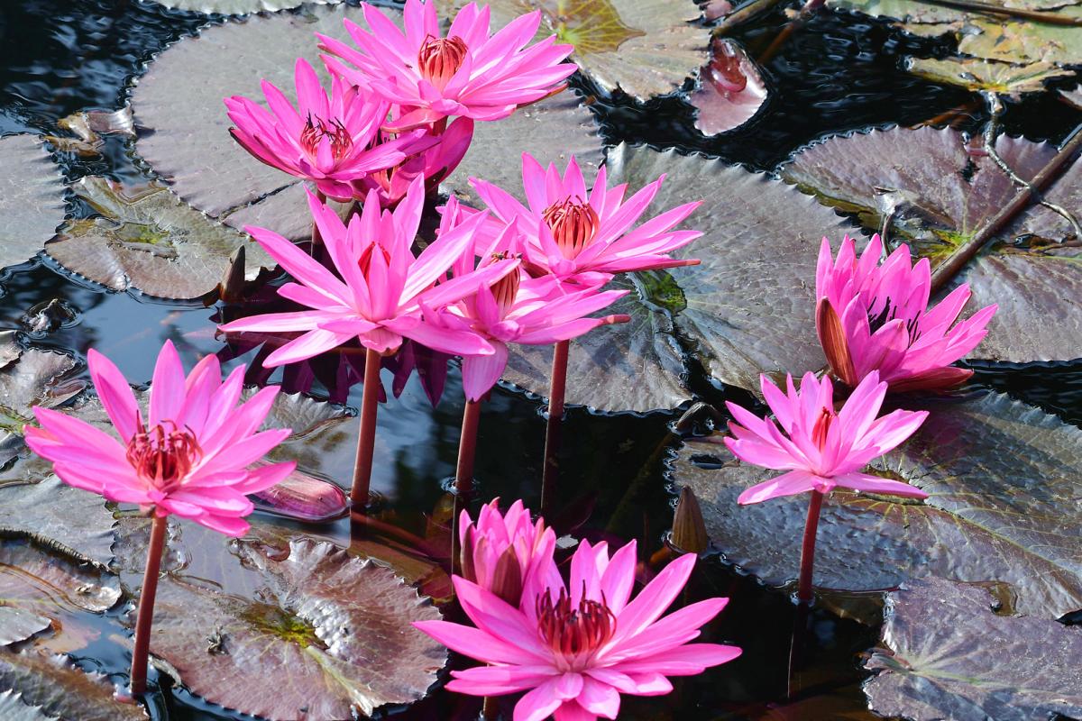 Best Photos of The Week in AP and Telangana Photo Gallery8