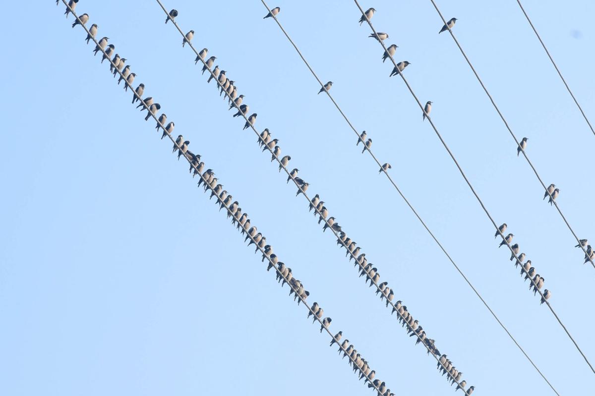 Best Photos of The Week in AP and Telangana Photo Gallery9