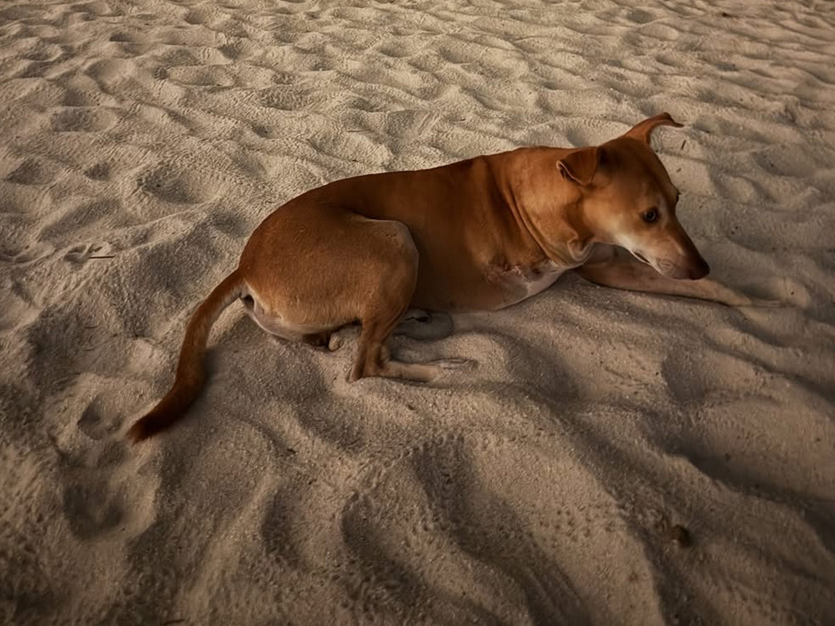  Dhanashree Verma Recently enjoyed a vacation in Sri Lanka, sharing stunning photos and videos of Her trip Photos10