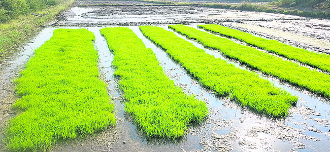 ● ఎదురుచూస్తున్న రైతులు ● భారీ వర్షాలతో సాగుకు ముందడుగు1