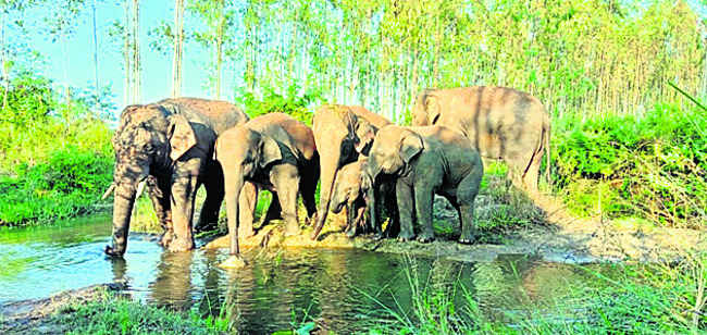 కురుపాంకు కూతవేటు దూరంలో గజరాజులు 1