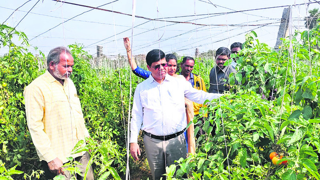 నేటి నుంచి నట్టల  నివారణ మందు పంపిణీ
1