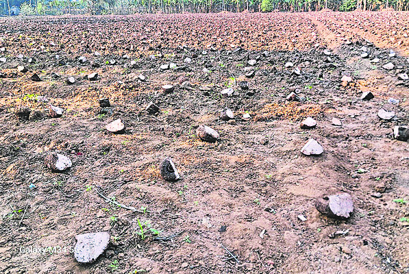 కంద పంటకు ఇదే అనువైన కాలం1