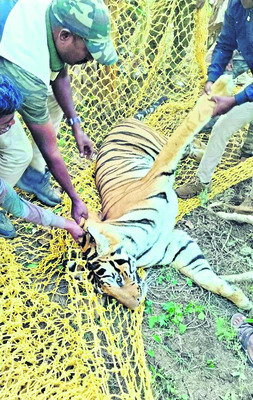 అరటి తోటలో పులి గర్జన 1
