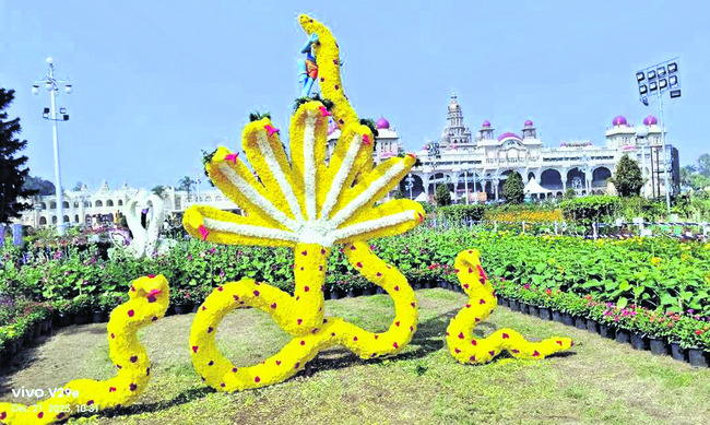 మైసూరులో మది దోచే మ్యాగి వేడుక 2